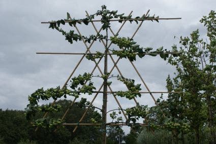 Sierappel als leiboom (Malus 'Rudolf')