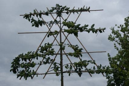 Sierappel als leiboom (Malus 'Red Sentinel')