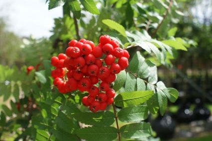 Gewone lijsterbes, bosplantsoen (Sorbus aucuparia)