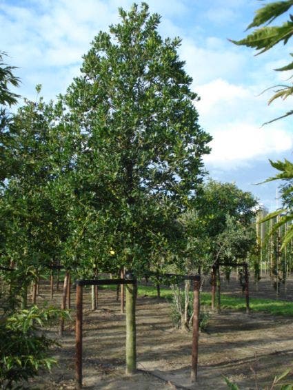 Hulst als boom (Ilex 'Nellie R. Stevens')