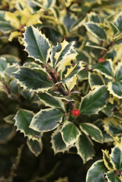 Bonte hulst in bolvorm (Ilex aquifolium 'Argentea Marginata')