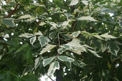 Zilverbonte vederesdoorn (Acer negundo 'Variegatum')