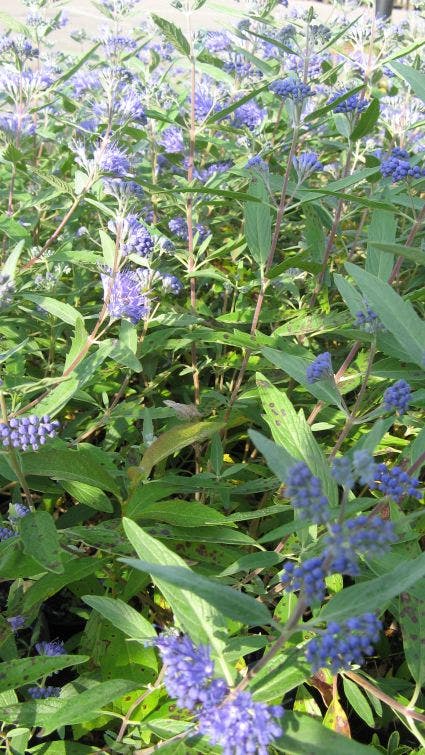 Caryopteris (Caryopteris clandonensis 'Heavenly Blue')