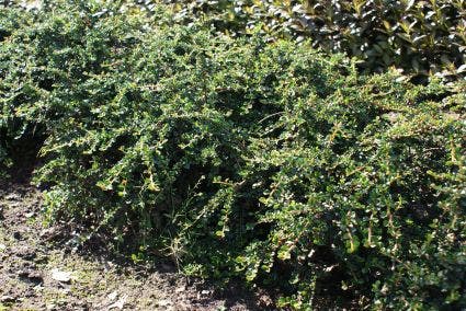 Dwergmispel (Cotoneaster horizontalis)