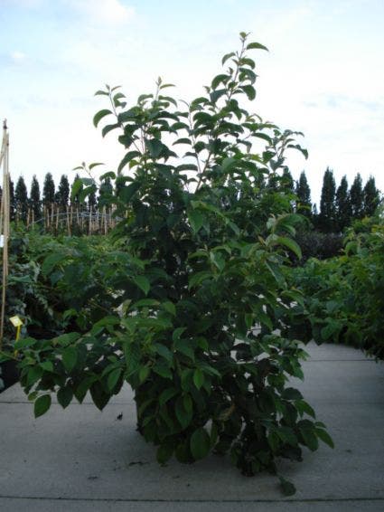 Sneeuwklokjesboom (Halesia carolina)