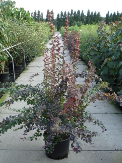 Zuurbes (Berberis ott. 'Superba')