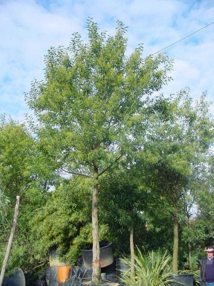 Mimosa als boom (Acacia dealbata)