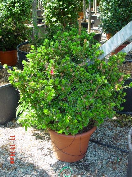 Japanse Azalea (Rhododendron 'Ladyflora Alba')