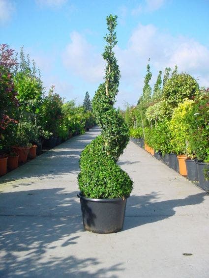 Buxus als spiraal (Buxus sempervirens)