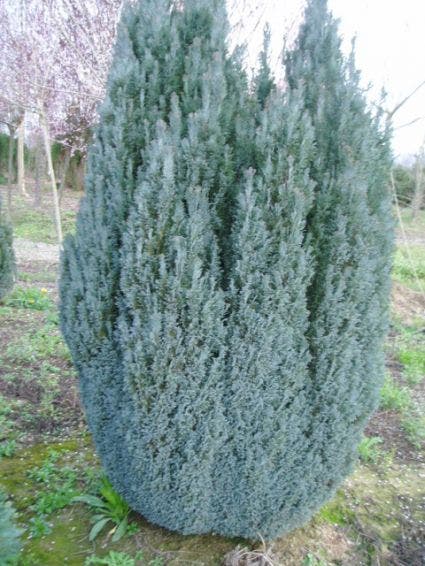 Cypres (Chamaecyparis lawsoniana 'Ellwoodii')