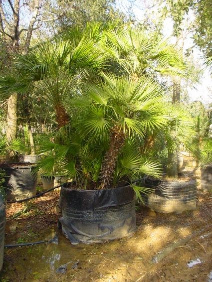 Dwergpalm (Chamaerops humilis 'Vulcano')