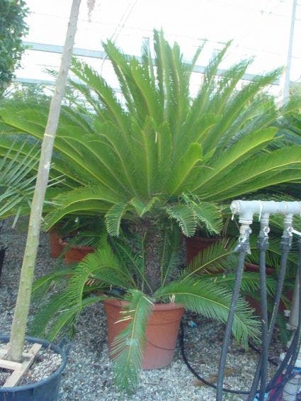 Cycaspalm (Cycas revoluta)