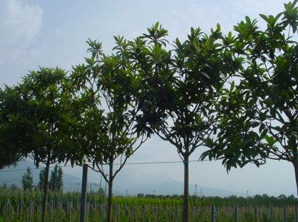 Japanse Mispel als boom (Eriobotrya japonica)