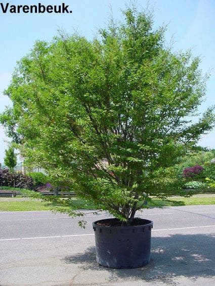 Varenbeuk (Fagus syvatica 'Asplenifolia' )