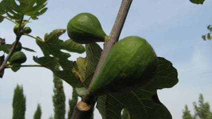 Vijg als solitair (Ficus carica)