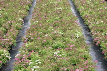 Spierstruik (Spiraea japonica 'Genpei' (Shirobana))