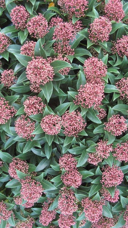 Skimmia (Skimmia japonica 'Rubella')