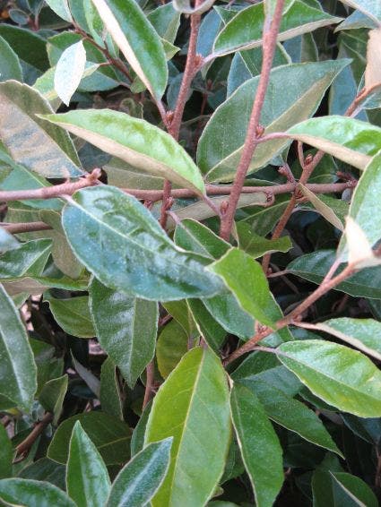 Olijfwilg op stam (Elaeagnus ebbingei)