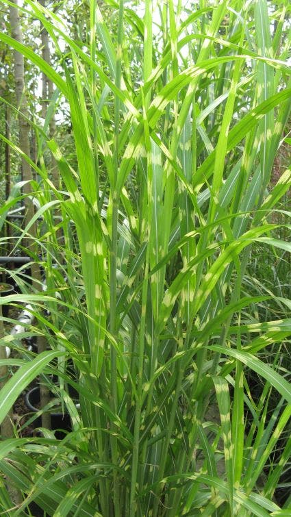 Prachtriet / Chinees riet (Miscanthus sinensis 'Strictus')