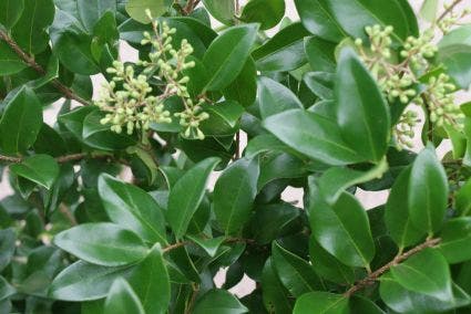 Liguster op stam (Ligustrum japonicum 'Texanum')