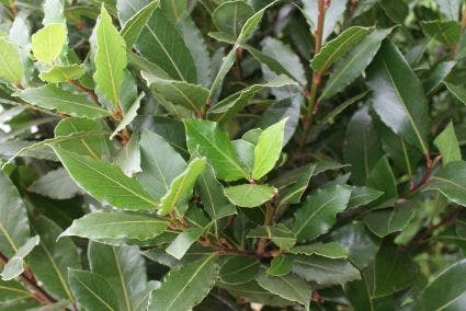 Echte laurier als boom (Laurus nobilis)