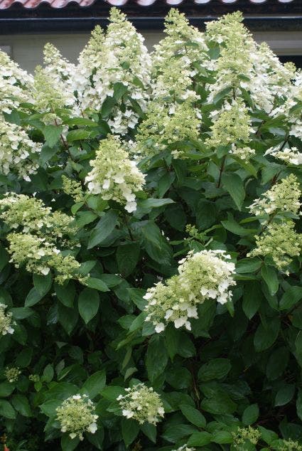 Pluimhortensia (Hydrangea paniculata 'Unique')