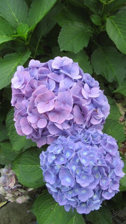 Hortensia (Hydrangea macrophylla 'Bodensee')