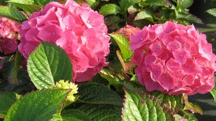 Hortensia (Hydrangea macrophylla 'King George V')