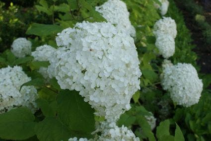 Hortensia (Hydrangea arborescens 'Annabelle')