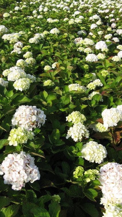 Hortensia (Hydrangea macrophylla 'Madame Emile Mouilere')