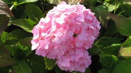 Hortensia (Hydrangea macrophylla 'Bouquet Rose')