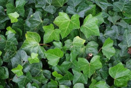 Klimop als Prieel (Hedera hibernica)