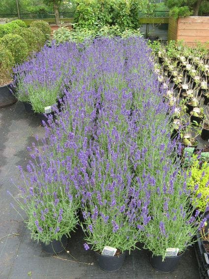 Lavendel (Lavandula angustifolia)