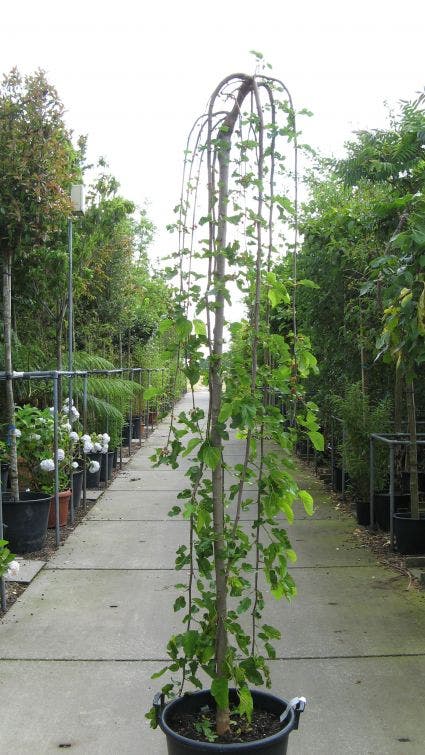 Moerbei als treurboom (Morus alba 'Pendula')