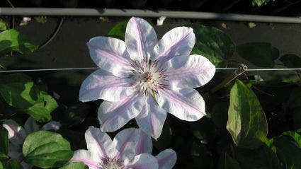 Bosrank (Clematis 'Capitaine Thuilleaux')