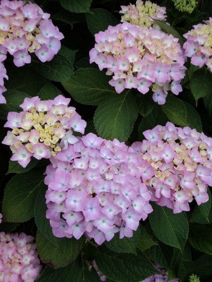 Hortensia (Hydrangea 'Endless Summer' roze)