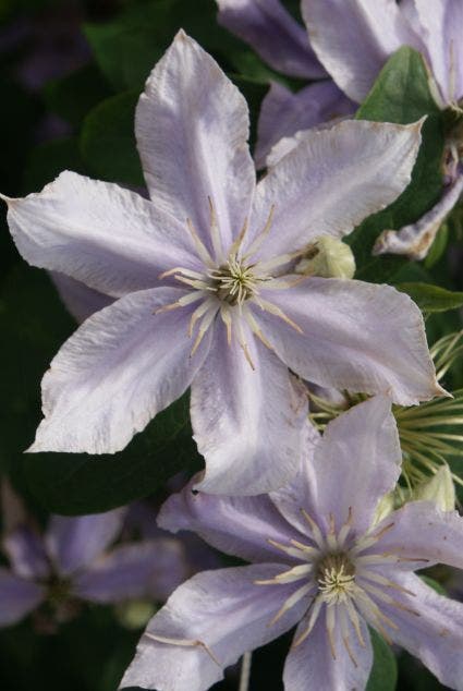 Bosrank (Clematis 'Justa')