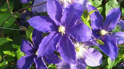 Bosrank (Clematis 'Lasurstern')