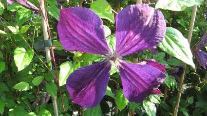 Bosrank (Clematis 'Negritjanka')