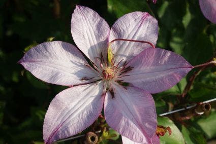 Bosrank (Clematis 'Omoshiro')