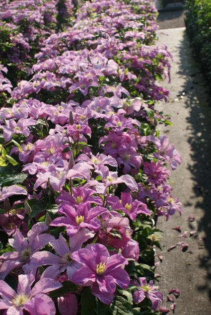 Clematis (Clematis 'Comtesse de Bouchaud')