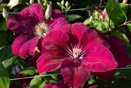 Bosrank (Clematis 'Rouge Cardinal')