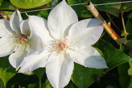 Bosrank (Clematis 'Valge Daam')