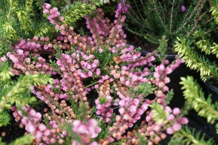 Struikheide  (Calluna vulgaris 'J.H. Hamilton')