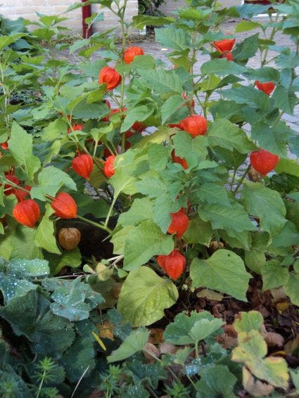 Lampionplant (Physalis alkekengi franchetii)