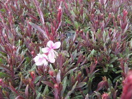 Prachtkaars (Gaura lindheimeri 'Cherry Brandy')