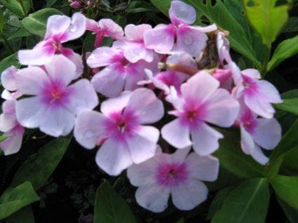 Vlambloem (Phlox paniculata 'Bright Eyes')