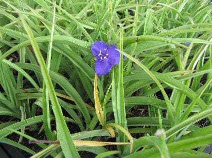 Eendagsbloem (Tradescantia 'Barbel')