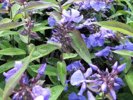 Vlambloem (Phlox paniculata 'Blue Paradise')