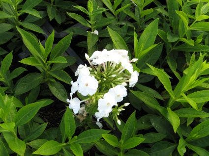 Vlambloem (Phlox paniculata 'David')